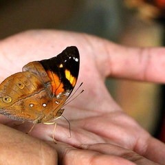 Doleschallia bisaltide