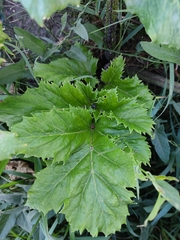 Heracleum sosnowskyi