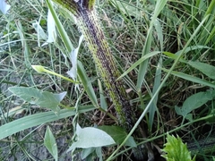 Heracleum sosnowskyi