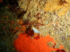 Polycera capensis