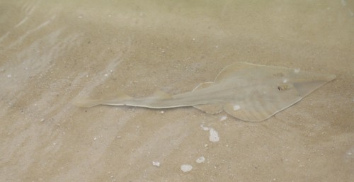 Blackchin guitarfish (Glaucostegus cemiculus) — Glaucostegidae