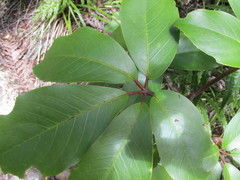 Pseudopanax laetus