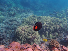 Acanthurus achilles