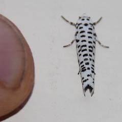 Yponomeuta strigillatus