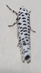 Yponomeuta strigillatus