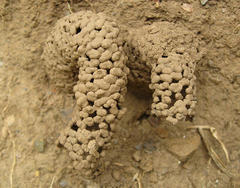 Masarinae