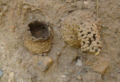 Masarinae
