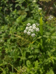 Sium sisaroideum
