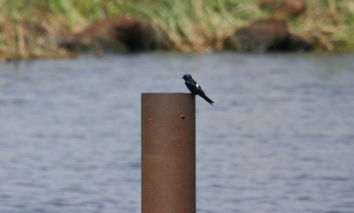 White-bibbed Swallow (Hirundo nigrita), photo 8