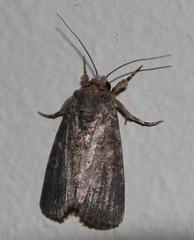Spodoptera triturata
