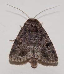 Spodoptera triturata