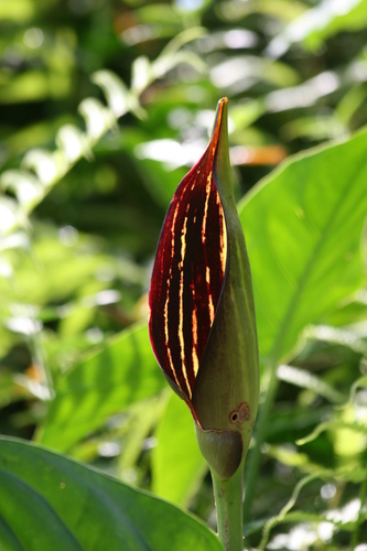 Image of Lasimorpha senegalensis by (c) Lucy Keith-Diagne, some rights reserved (CC BY)
