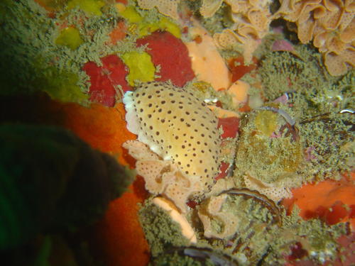 Proctonotidae