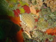 Proctonotidae