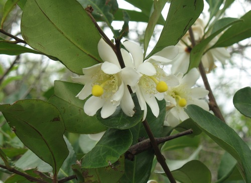 Barteria nigritana