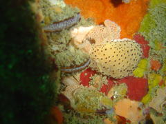 Proctonotidae