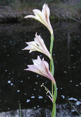 Gladiolus tristis