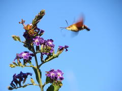 Macroglossum trochilus