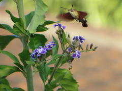 Macroglossum trochilus