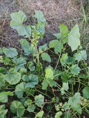 Malva pusilla