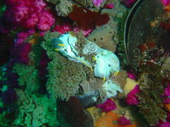 Polycera capensis