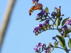 Macroglossum trochilus