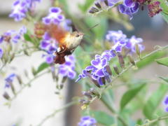 Macroglossum trochilus