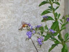 Macroglossum trochilus