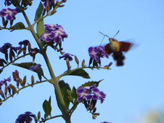 Macroglossum trochilus