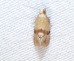 Cochylis caulocatax