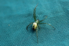 Mangora maculata
