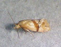 Cochylis caulocatax