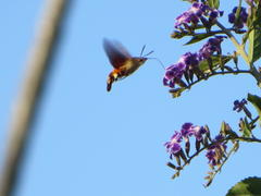 Macroglossum trochilus