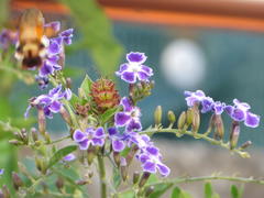 Macroglossum trochilus