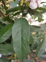 Brunfelsia grandiflora