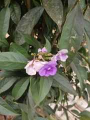 Brunfelsia grandiflora