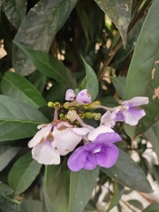 Brunfelsia grandiflora
