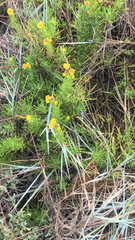 Limbarda crithmoides