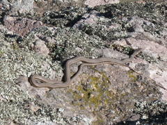 Psammophis notostictus