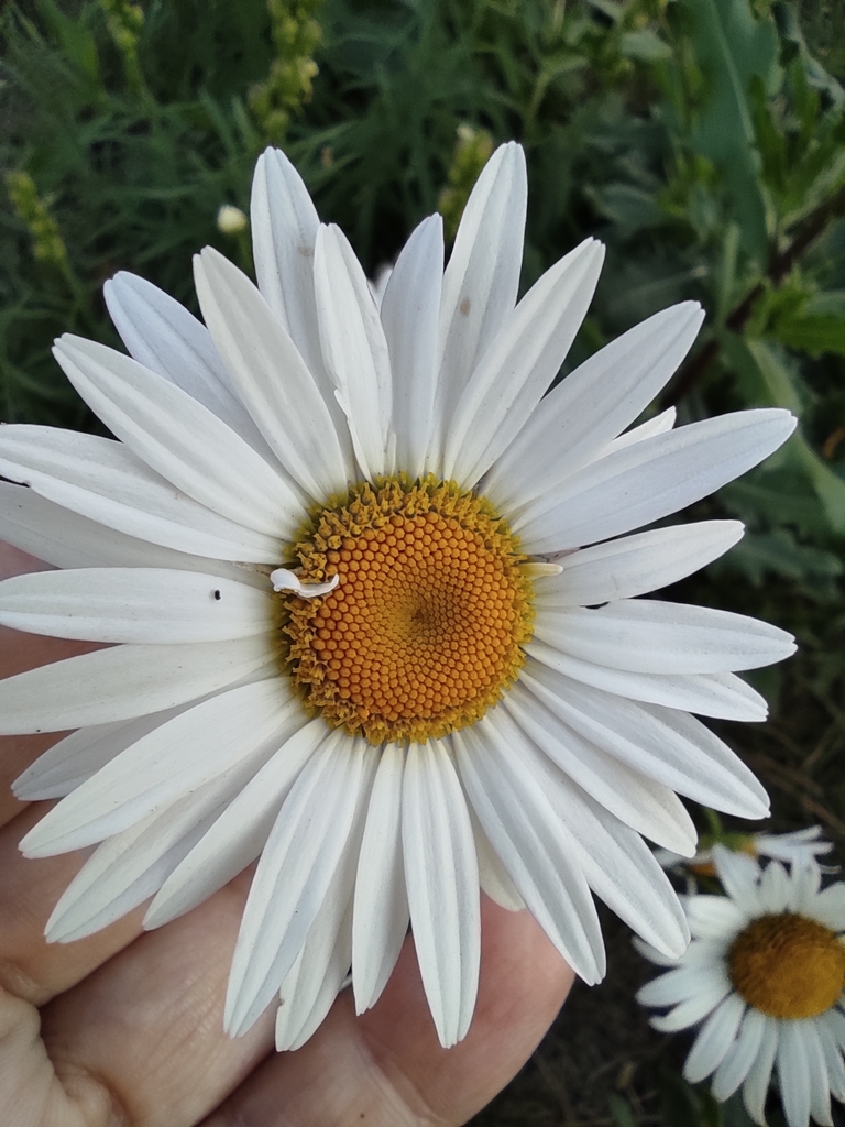 oxeye daisy from Ижевск, республика Удмуртия, Россия, 426011 on August ...