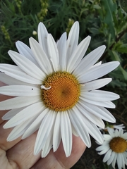 Leucanthemum vulgare