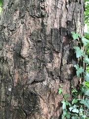 Acer pseudoplatanus