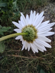 Leucanthemum vulgare