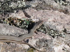 Psammophis notostictus
