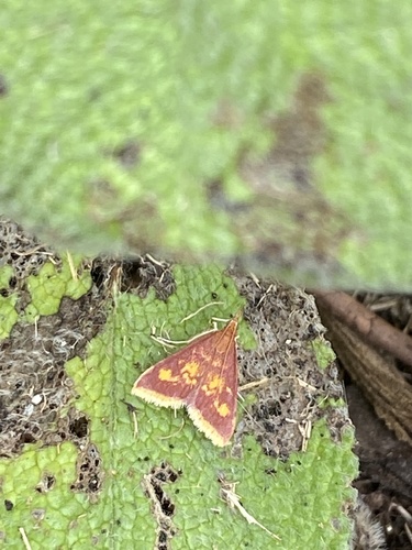 Mint-loving Pyrausta Moth photo 5