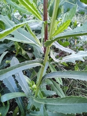 Leucanthemum vulgare