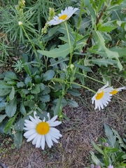 Leucanthemum vulgare