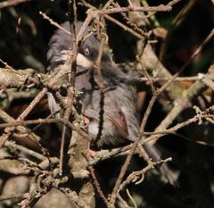 Apalis thoracica capensis