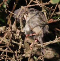 Apalis thoracica capensis