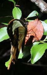 Papilio dardanus cenea